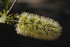 Combretum latifolium